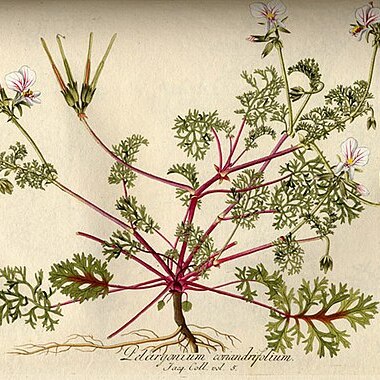 Pelargonium myrrhifolium var. coriandrifolium unspecified picture