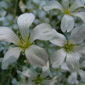 Cerastium biebersteinii unspecified picture