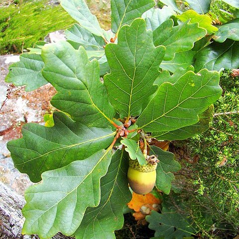 Quercus orocantabrica unspecified picture