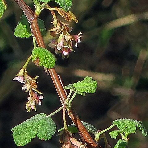 Ribes canthariforme unspecified picture