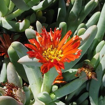 Antegibbaeum unspecified picture