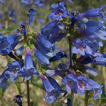 Penstemon watsonii unspecified picture