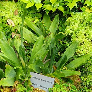 Catopsis morreniana unspecified picture