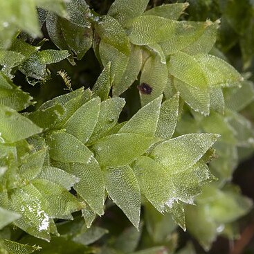 Hookeria acutifolia unspecified picture