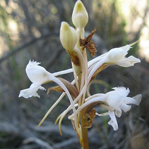 Satyrium membranaceum unspecified picture