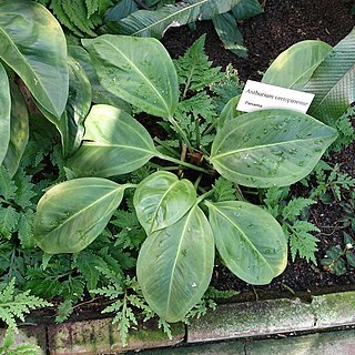 Anthurium cerropirrense unspecified picture