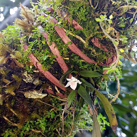 Dendrobium panduratum unspecified picture