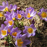 Crocus haussknechtii unspecified picture