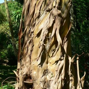 Eucalyptus subcrenulata unspecified picture