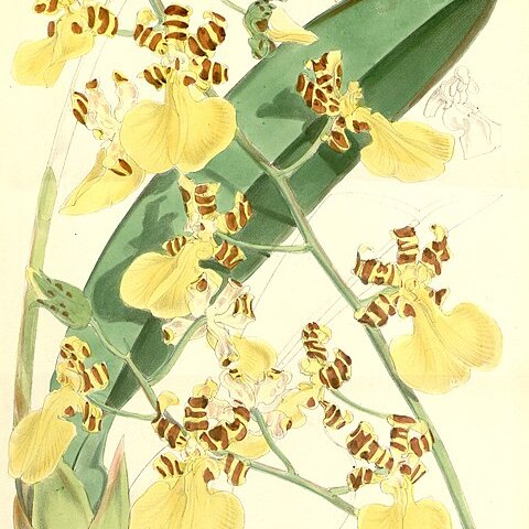 Trichocentrum splendidum unspecified picture