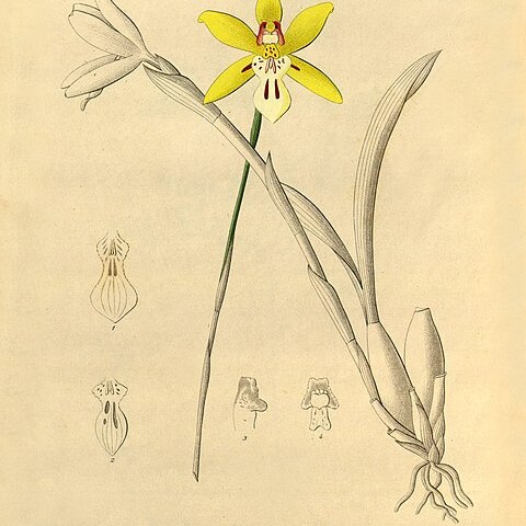 Miltonia flava unspecified picture