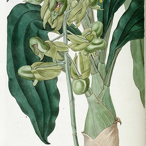 Catasetum purum unspecified picture