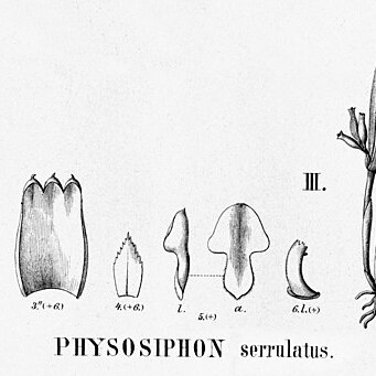 Stelis serrulata unspecified picture