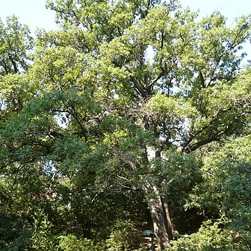 Quercus cerrioides unspecified picture