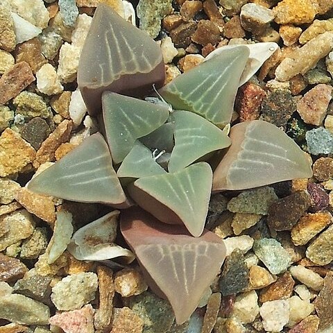 Haworthia mutica unspecified picture