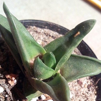 Haworthiopsis scabra var. lateganiae unspecified picture