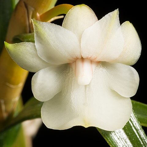 Dendrobium maraiparense unspecified picture