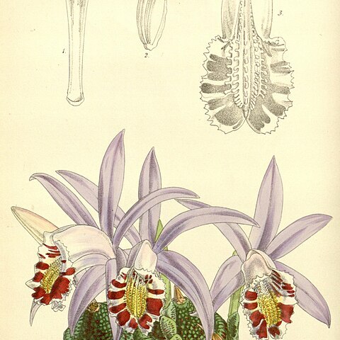 Pleione lagenaria unspecified picture