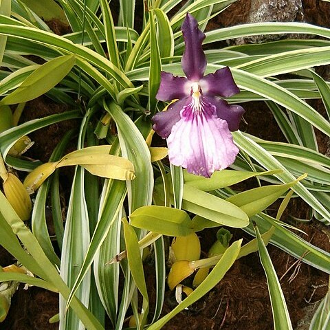 Miltonia moreliana unspecified picture