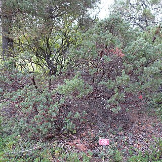 Ceanothus purpureus unspecified picture