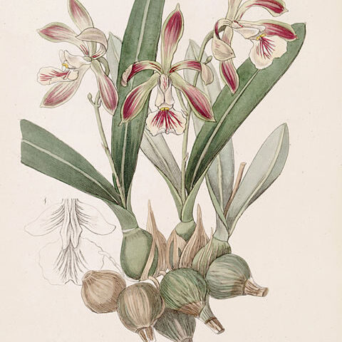 Encyclia pyriformis unspecified picture