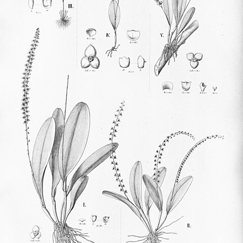 Stelis peliochyla unspecified picture