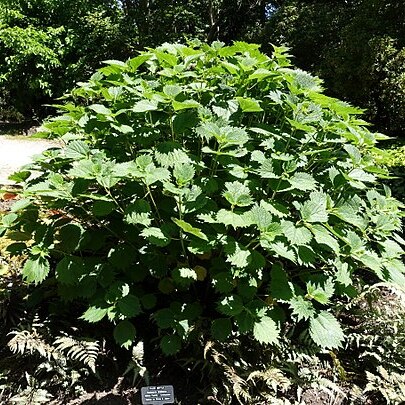 Boehmeria japonica unspecified picture