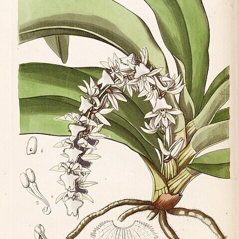 Diaphananthe pellucida unspecified picture