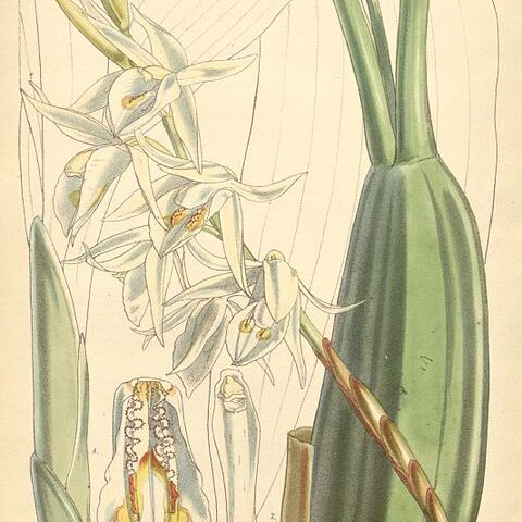 Coelogyne stricta unspecified picture