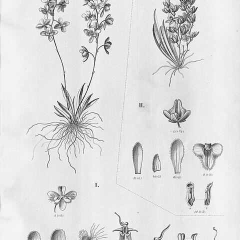 Zygostates cornigera unspecified picture