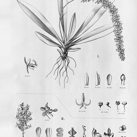 Cryptarrhena kegelii unspecified picture