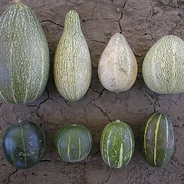 Cucurbita andreana unspecified picture