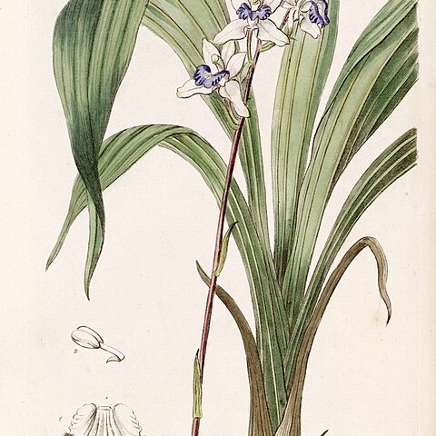 Warreella cyanea unspecified picture