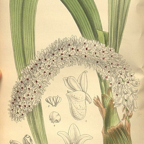 Pinalia rhynchostyloides (o'brien) unspecified picture