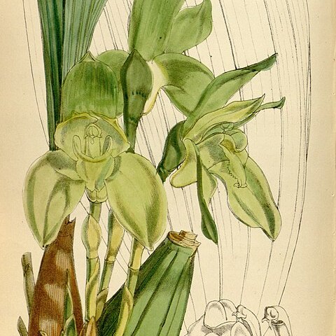 Sudamerlycaste linguella unspecified picture