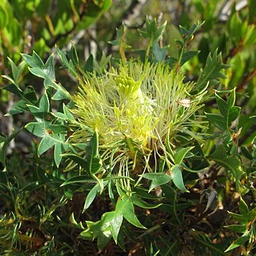 Banksia armata var. ignicida unspecified picture