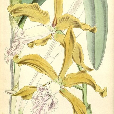 Cattleya grandis unspecified picture