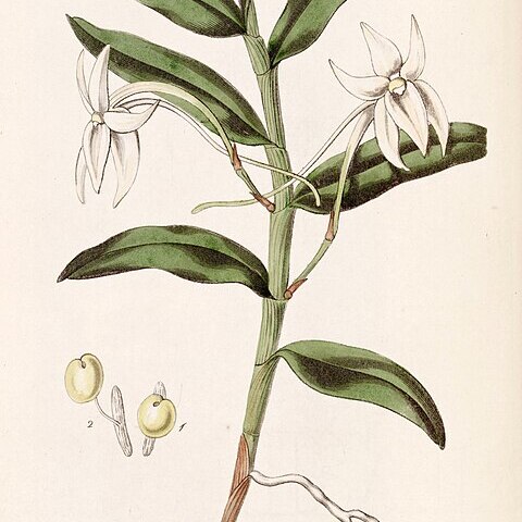 Angraecum mauritianum unspecified picture