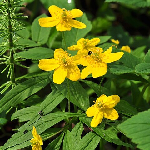 Ranunculus anemoneus unspecified picture