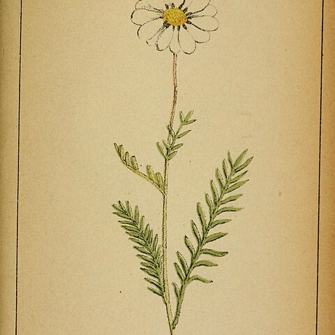 Anthemis alpestris unspecified picture