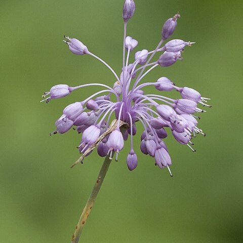 Allium olympicum unspecified picture