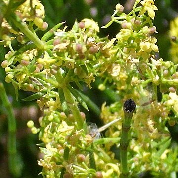 Galium verum subsp. verum unspecified picture