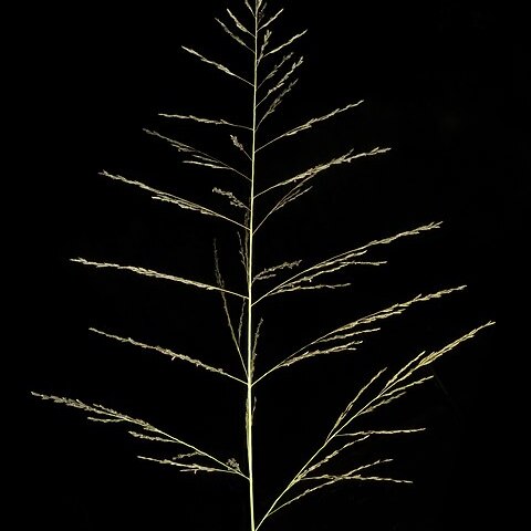 Leptochloa fusca unspecified picture