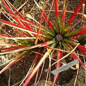 Aechmea kentii unspecified picture