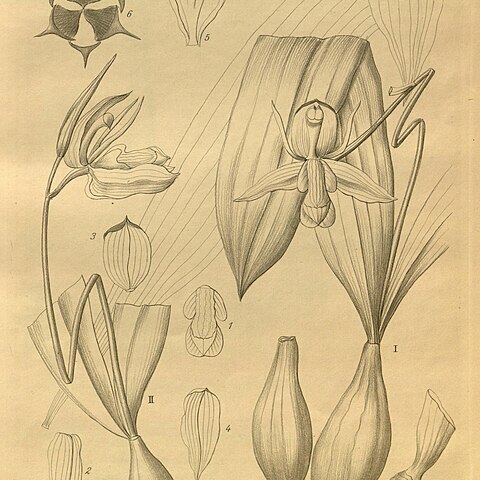 Coelogyne beccarii unspecified picture