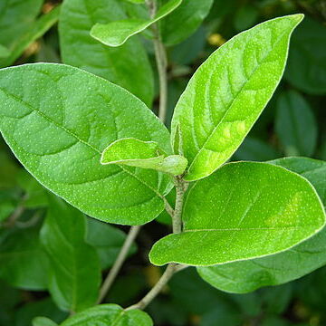 Croton alabamensis unspecified picture