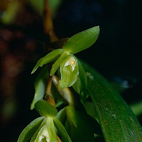 Coelogyne exalata unspecified picture