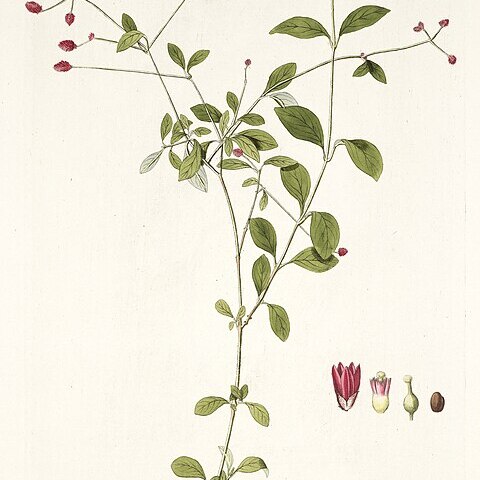 Alternanthera porrigens unspecified picture