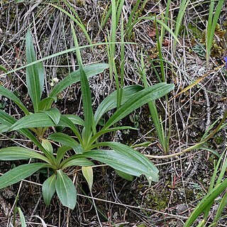 Gentiana tianschanica unspecified picture