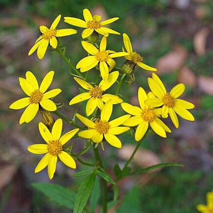 Senecio vagus unspecified picture